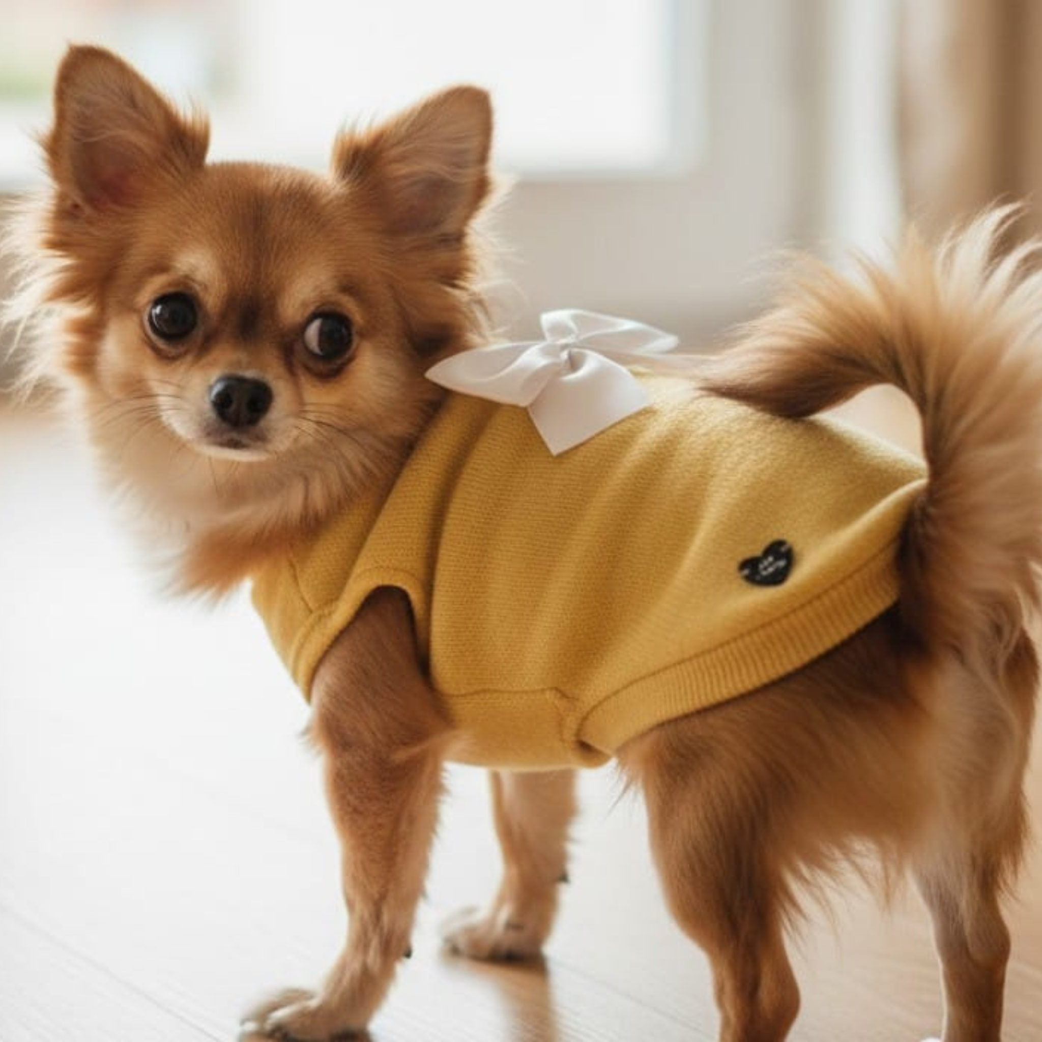Maglione Giallo Lana Merino con Swarovski per Cani